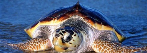 Sea_Turtle